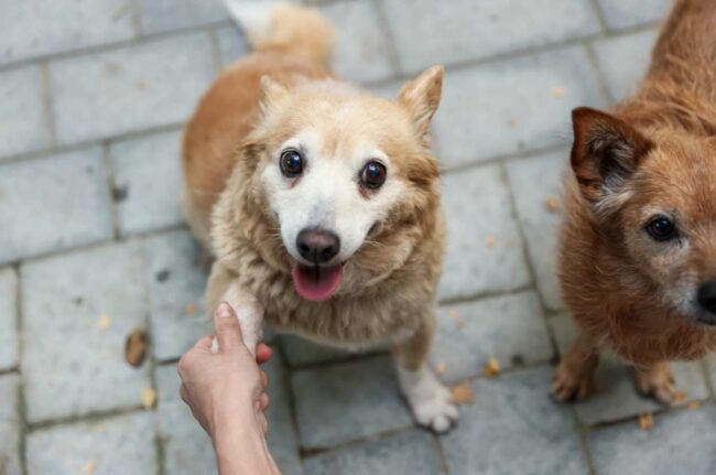 Cuida a 80 perros callejeros en San Luis Potosí Candás 365 Cuida a 80 perros callejeros en San Luis Potosí