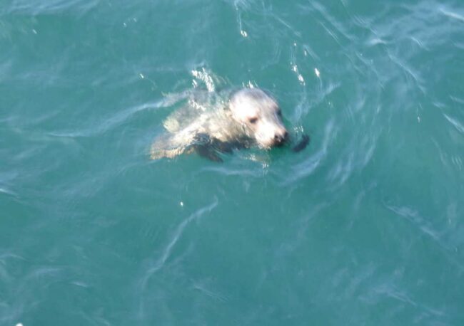 La cría de foca gris rescatada en Valdés vuelve al mar