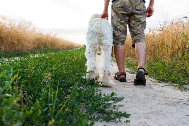 Lo que tu perro necesita en cada paseo de verdad