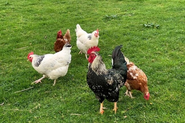 Asturias permite de nuevo la cría de aves de corral