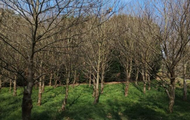 Asturias refuerza la lucha contra la avispilla del castaño