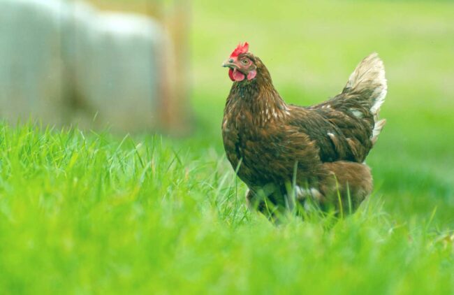 Carreño recupera la cría de aves en libertad 