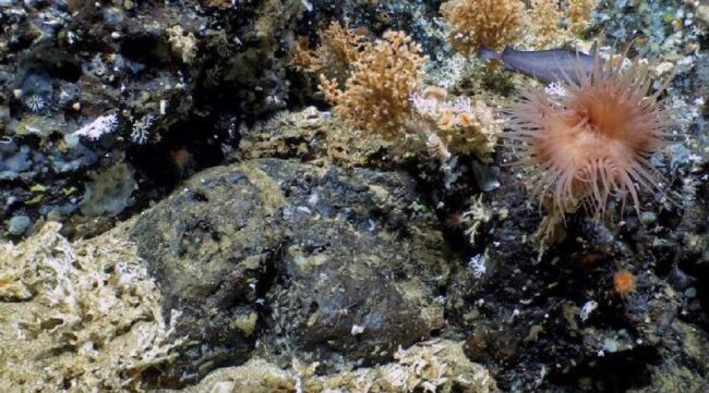 Los efectos de La Niña en los corales de Galápagos