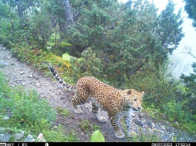 Los grandes carnívoros del Himalaya se reparten las presas