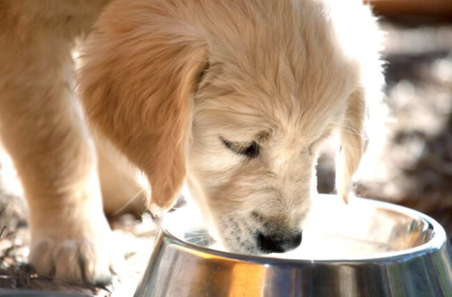Mejor comida para cachorros guía y consejos saludables