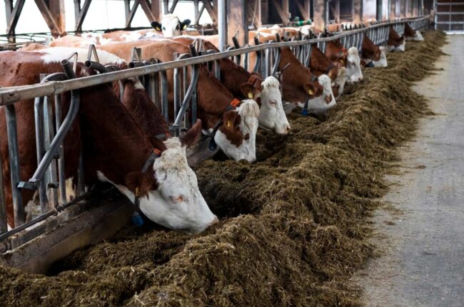 Rechazo en Alemania a la normativa de pastoreo de la UE