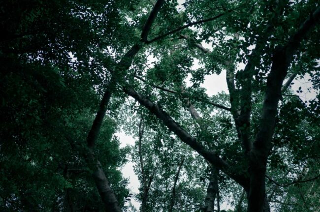 Repoblación de montes en Cangas del Narcea