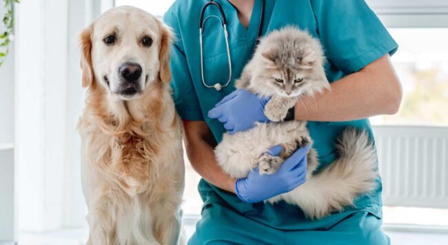 Tiendanimal alerta sobre pulgas y garrapatas en la primavera