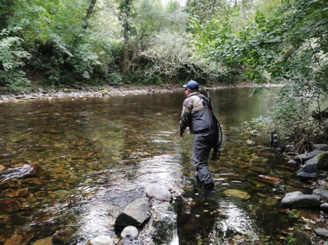 Asturias analizará una posible veda del salmón