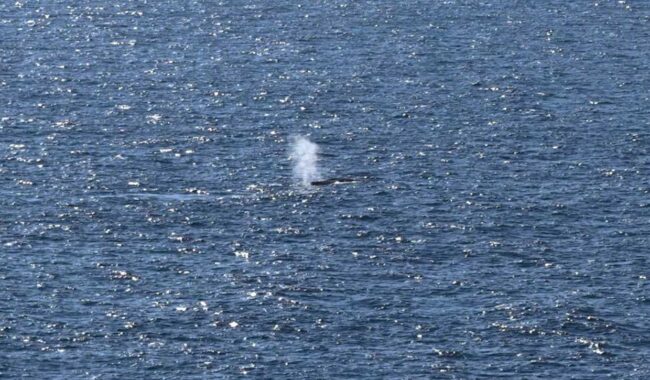 Liberan en el mar del Norte a la ballena varada en costa alemana