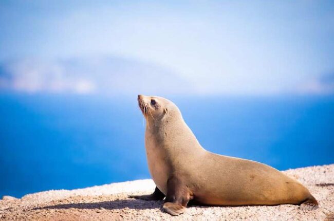 Los lobos marinos recuperan oxígeno tras cazar en el mar