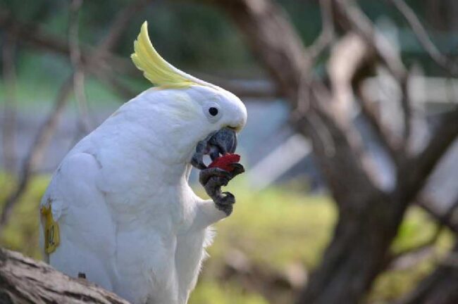 Los loros transmiten en grupo qué comida pueden comer