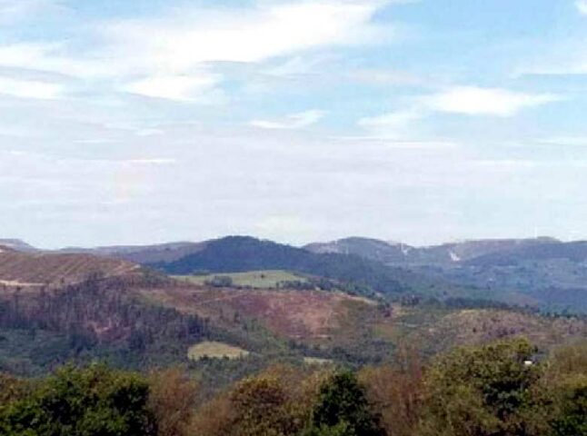 Tineo recuperará 56 hectáreas con pino pinaster