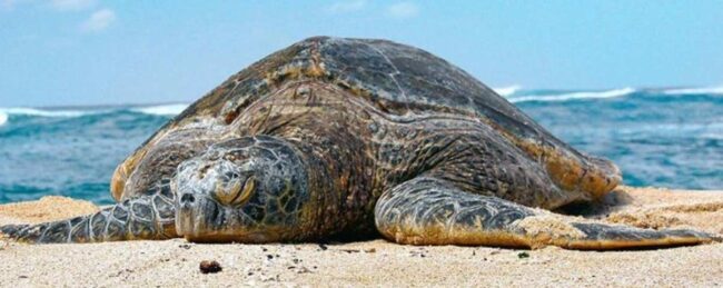 Aumenta la acidez en los mares abiertos Candás 365 Aumenta la acidez en los mares abiertos