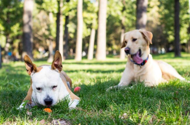 Campaña de registro de perros en Carreño