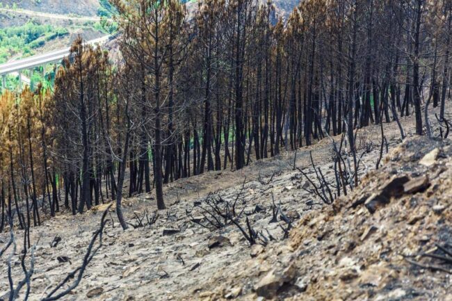 El Cgcof apoyará la restauración forestal de montes en Valdés