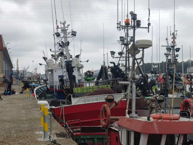 Subasta récord de bonito en La Rula de Avilés
