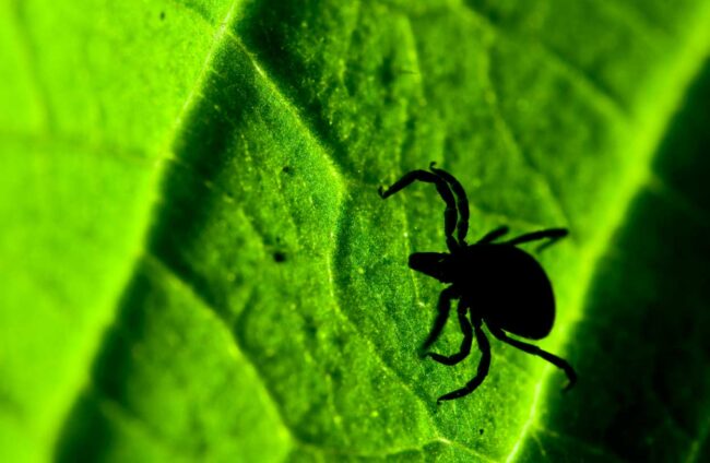 Alertan del repunte de picaduras de garrapatas