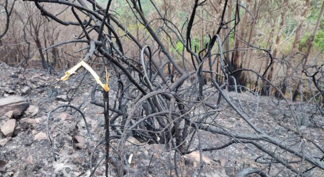 Asturias en alerta por incendios el 23 de julio de 2026