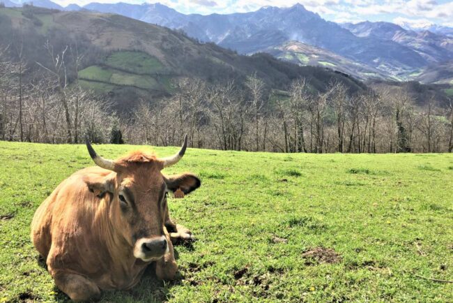 Asturias prorroga las medidas por la dermatosis nodular