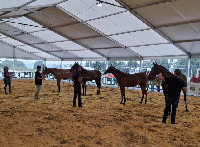 Tineo reúne a la élite del caballo de Pura Raza Española Candás 365 Tineo reúne a la élite del caballo de Pura Raza Española