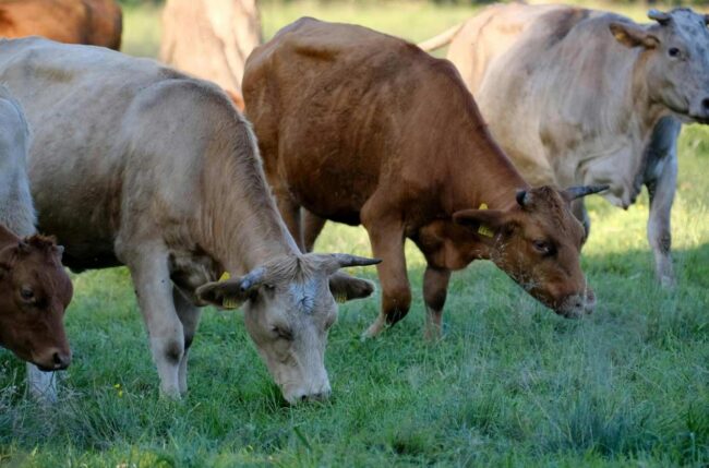 URA pide revisar las restricciones por dermatosis nodular