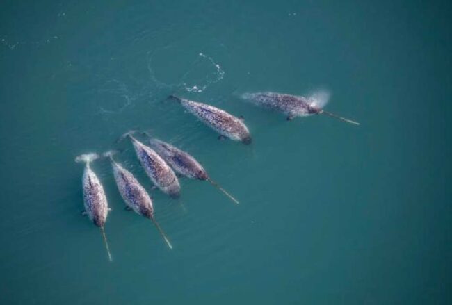Analizan las aguas del este de Groenlandia